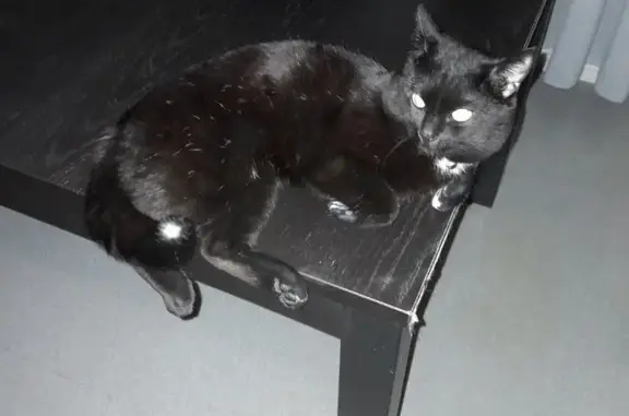 Chat noir européen perdu, répond à Blacky - photo