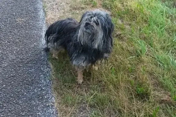 Chien trouvé déposé Rue de l'École, Aromas - photo