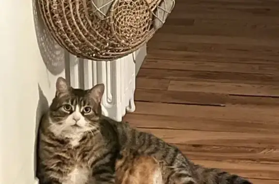 Chat perdu, Bayonne, photo: Gros chat perdu à Bayonne, contactez-nous !