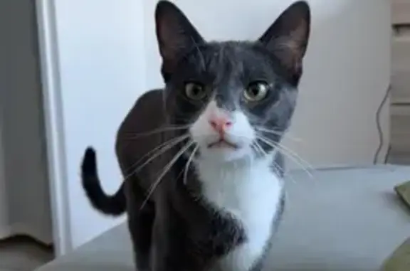 Animaux perdus Joué-lès-Tours, photo: Chat disparu ce matin à Joué-lès-Tours