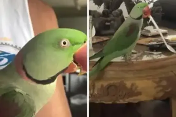 Lost pets , photo: Lost Alexandrine Parrot in Laurieton - Call Now!