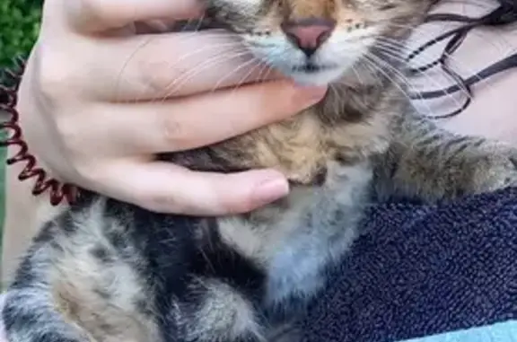 Chaton trouvé, très sociable à Saint-Jean - photo