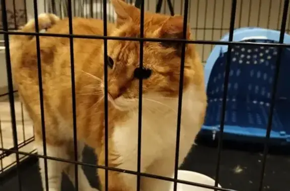 Chat roux et blanc trouvé à Schiltigheim - photo