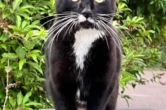 Animaux perdus Margencel, photo: Chat peureux perdu à Margencel