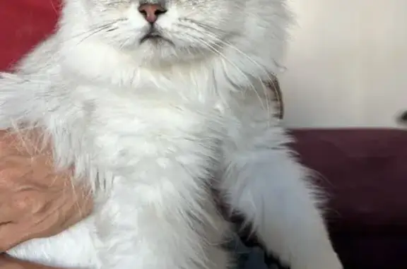 Animaux trouvés Paris, photo: Chat Persan femelle blanc/gris trouvé à Paris