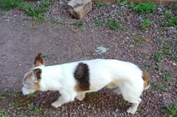 Jack Russel âgé trouvé à Auchy-lez-Orchies - photo