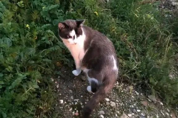 ¡Ayuda! Atito Perdido: Gato Azulóptico