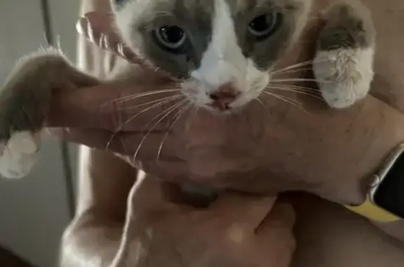 Petit chat birman trouvé à Bois-Colombes - photo