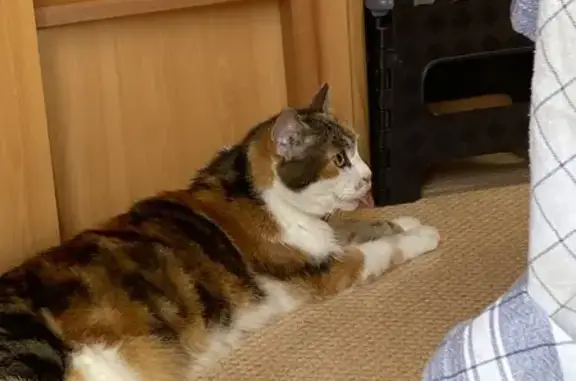Animaux perdus Montréjeau, photo: Chatte tricolore âgée perdue à Montréjeau