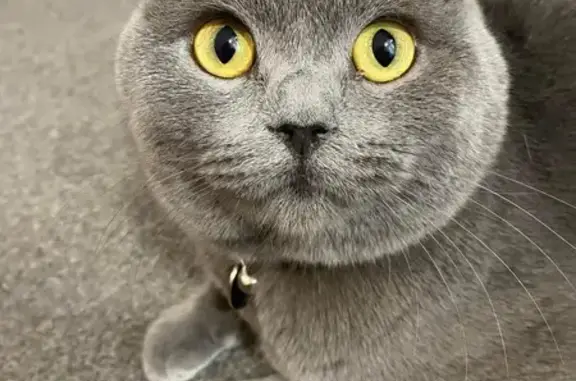 Missing British Blue Cat in Netherfield