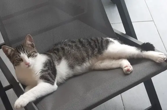 Chat trouvé, câlin, cherche ses propriétaires - photo