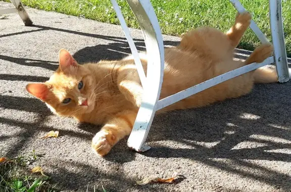 Animaux perdus , photo: Chat mâle roux et blanc perdu à Esvres