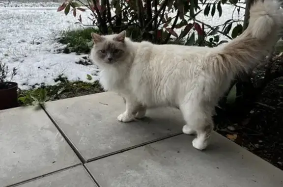 Animaux perdus Roanne, photo: Chat perdu : Tao, mâle sacré de Birmanie