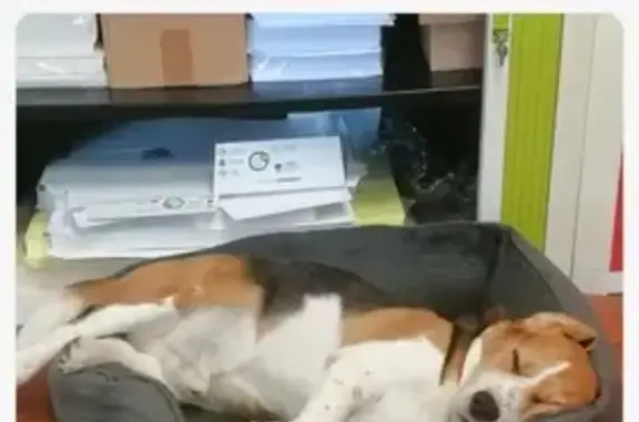 Chien perdu , photo : Beagle perdu à Talissieu, sans collier