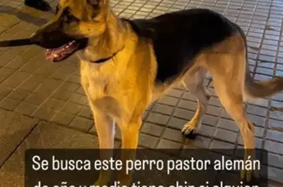 ¡Ayuda a Encontrar a Tysson! Pastor Alemán Perdido