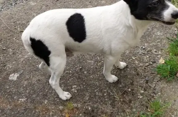 Chien noir et blanc trouvé à Pontchâteau - photo