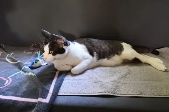 Chatte noire et blanche disparue à Coly-Saint-Amand - photo