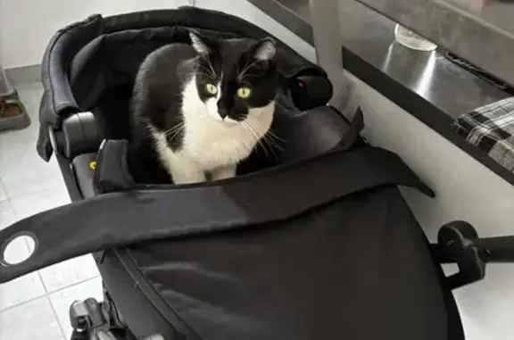 Animaux perdus Lons-le-Saunier, photo: Chat disparu à Lons-le-Saunier: Loki