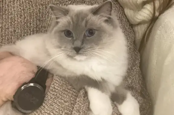 Animaux perdus Saint-Vérand, photo: Chat ragdoll castré perdu à Saint-Vérand