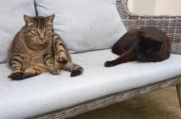 Animaux perdus Saint-Sébastien-sur-Loire, photo: Chatte tigrée 12 ans disparue, blessée