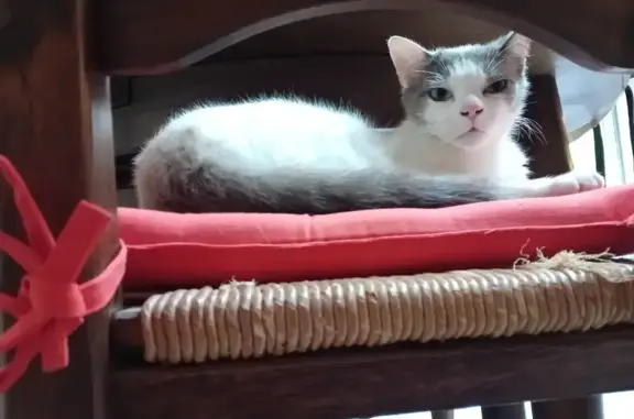 Chat perdu, , photo: Chat mâle Plume disparu à Artigues