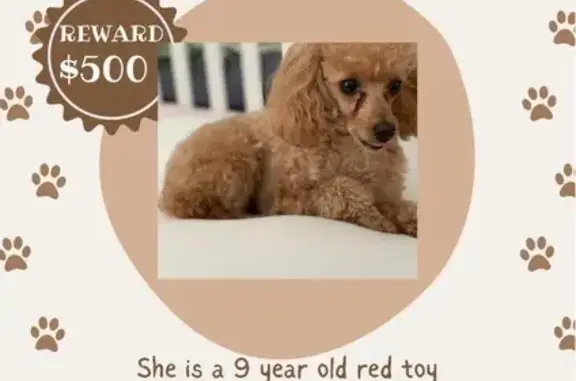 Missing Red Toy Poodle Lulu - Haring St. 2658