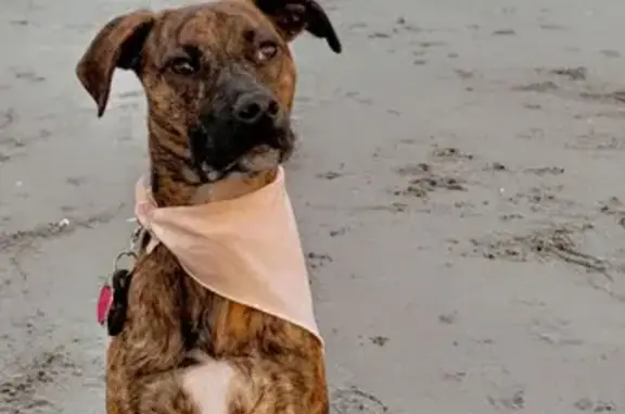 Lost Brindle Pit Mix, 35lbs, Female - Columbia