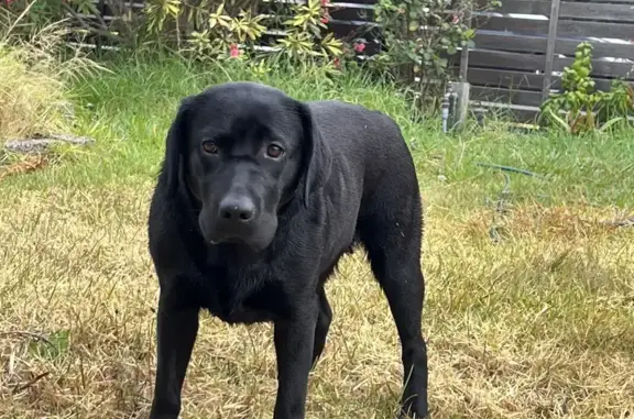 Missing Black Labrador - Dunstan Parade