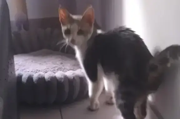 Chaton blanc et gris trouvé, Rue Jean de Florette - photo