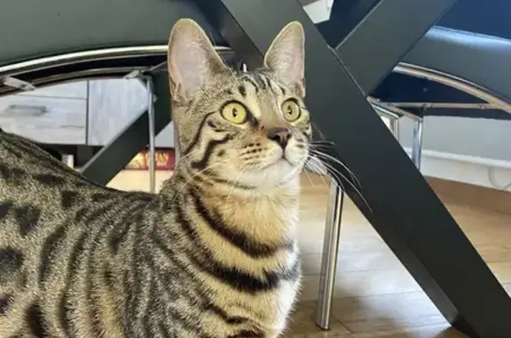 Animaux perdus Bar-le-Duc, photo: Chat Bengal perdu, rue du Pâquis, Bar-le-Duc