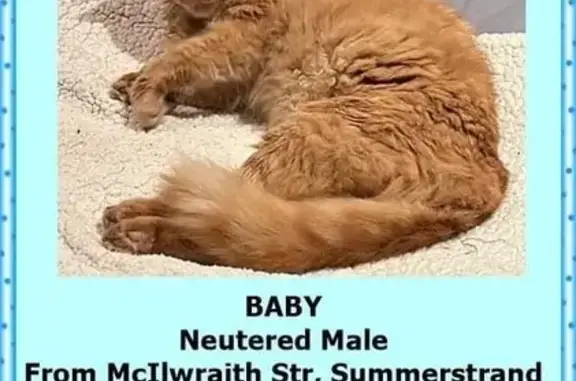 Missing Neutered Male Cat on Mcilwraith St.