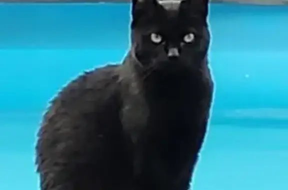 Chatte noire peureuse perdue à Saint-Étienne - photo
