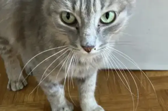 Chatte grise disparue près A10 La Crèche - photo
