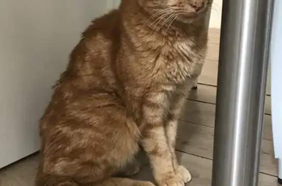 Chat trouvé : calme et câlin à Cailly - photo