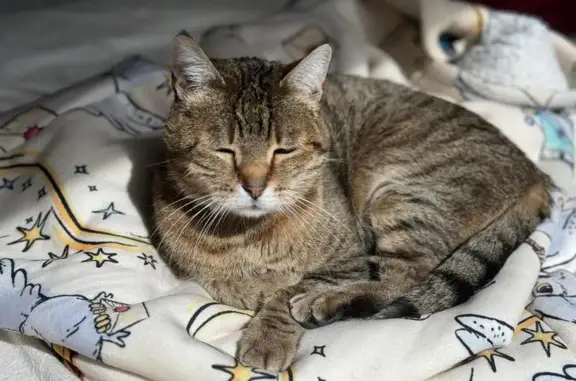 Chat perdu, , photo: Chat mâle tigré 12 ans perdu à Avrillé