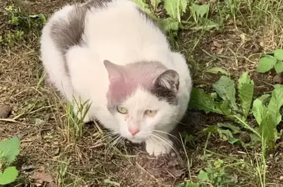 Chat trouvé Besné, photo: Chat trouvé rue de la Gériais, Besne