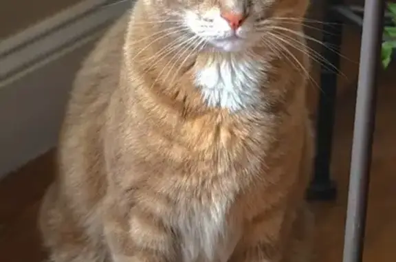 Missing Orange Cat Ollie - 6 Yrs, Mitten Toes