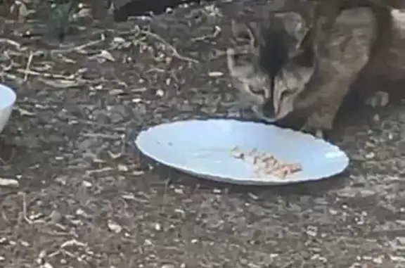 Chatte écaille et chaton noir trouvés à Mimizan - photo