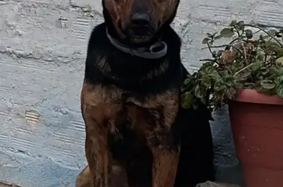 Alerta: Perro Miedoso Perdido en Jérica