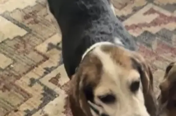 Missing Blue Beagle: Honey Baby in Dinwiddie