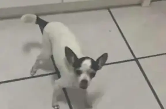 ¡Ayuda! Perrita Chihuahua Kim perdida en SJC