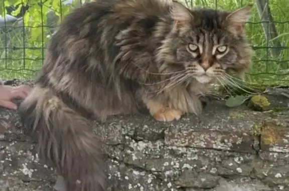 Chat perdu, Pulligny, photo: Chatte Maine Coon marron perdue à Pulligny