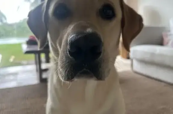 ¡Ayuda! Labrador Coco Perdido en Colosio