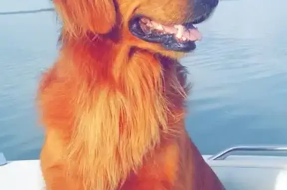 Lost Ginger Golden Retriever in Newport, TN