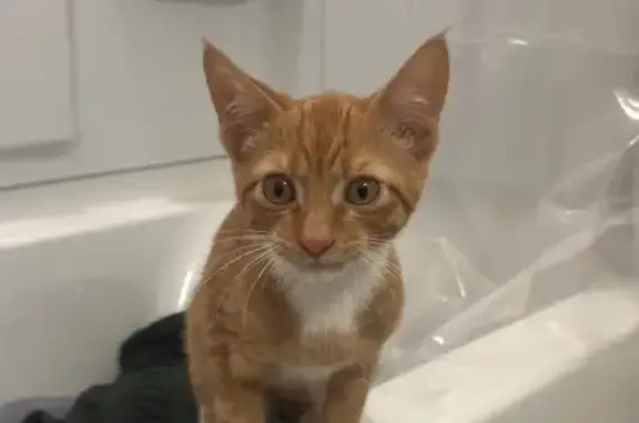 Orange Kitten Found in Stratford Woods, DE!