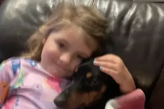 Lost Black & Tan Dachshund on Waterwell Rd