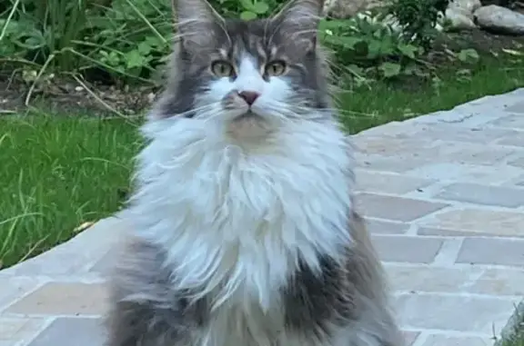 Chat perdu, Maisons-Laffitte, photo: Chatte Maine Coon grise perdue à Maisons-Laffitte