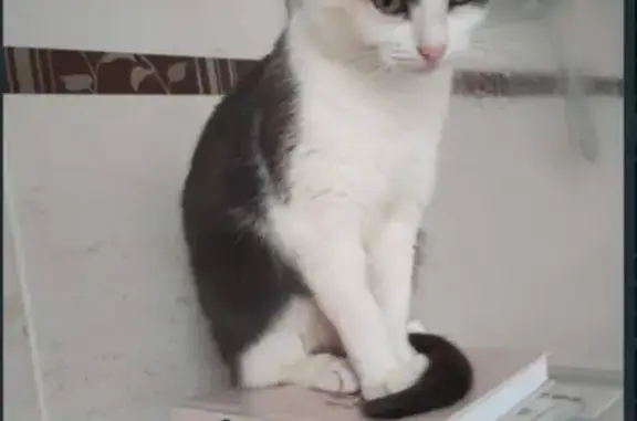 Chat perdu, Saint-Julien-en-Born, photo: Chat perdu, besoin soins, Route de Mimizan