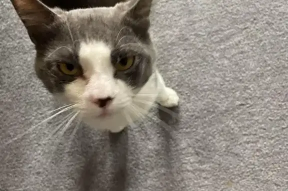 Missing Friendly Cat: Smokey, Whitehouse Park