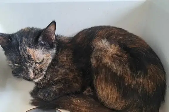 Chat perdu, Maîche, photo: Chat écaille de tortue perdu à Maîche